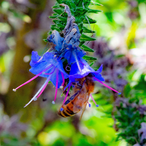 European honey Bee with Flower  Apis mellifera,Australia,Geotagged,Summer,Western honey bee