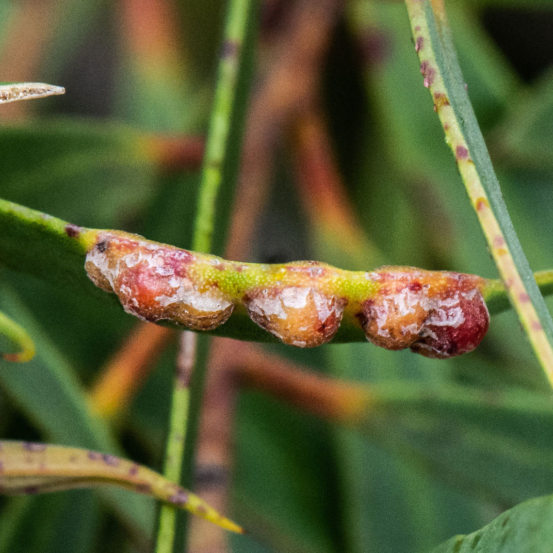 Galls  Australia,Geotagged,Summer