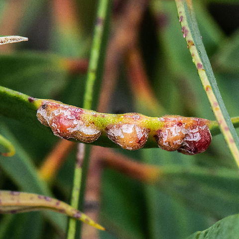 Galls  Australia,Geotagged,Summer