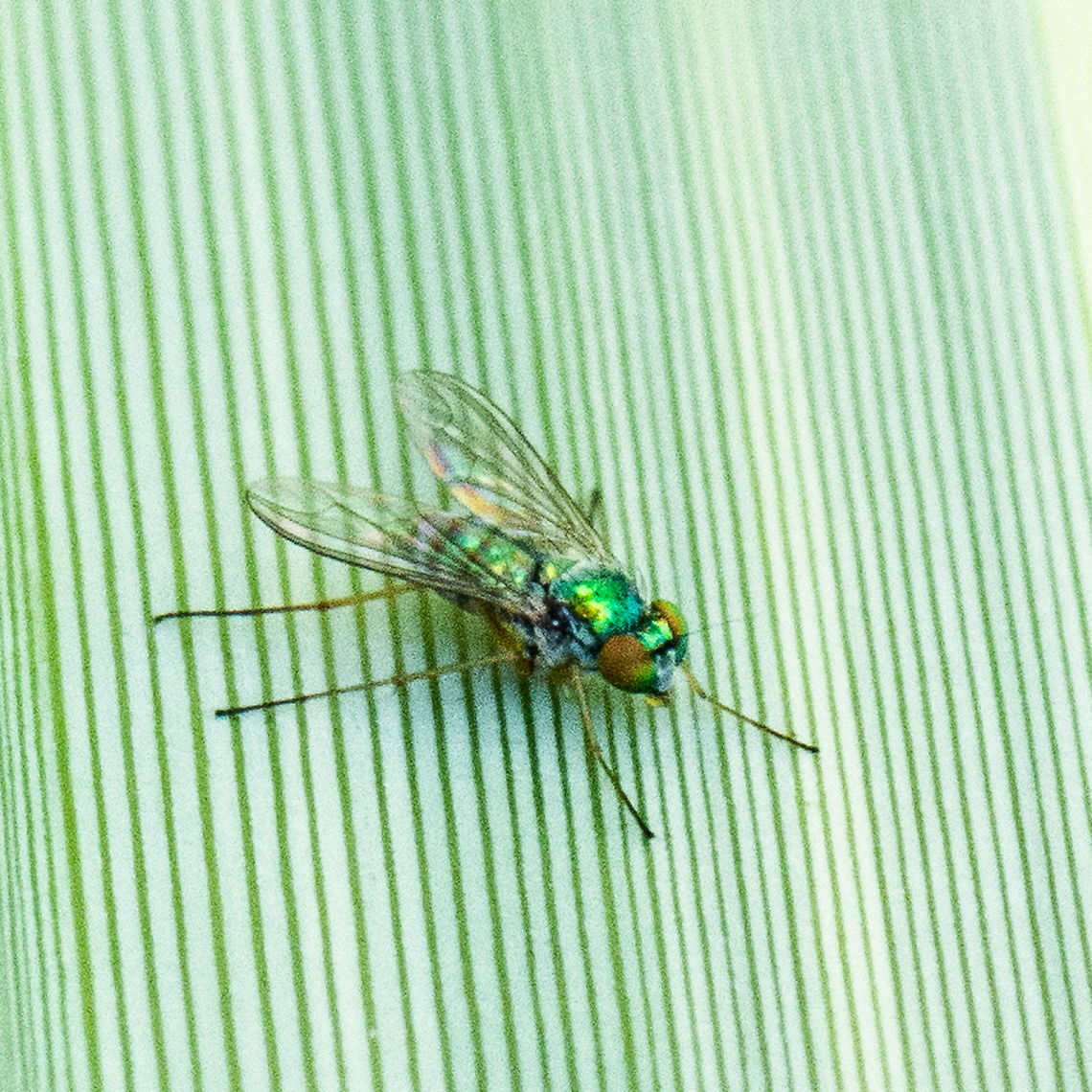 Green Fly - Austrosciapus  Australia,Geotagged,Summer