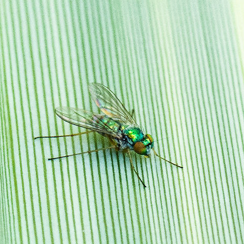 Green Fly - Austrosciapus  Australia,Geotagged,Summer