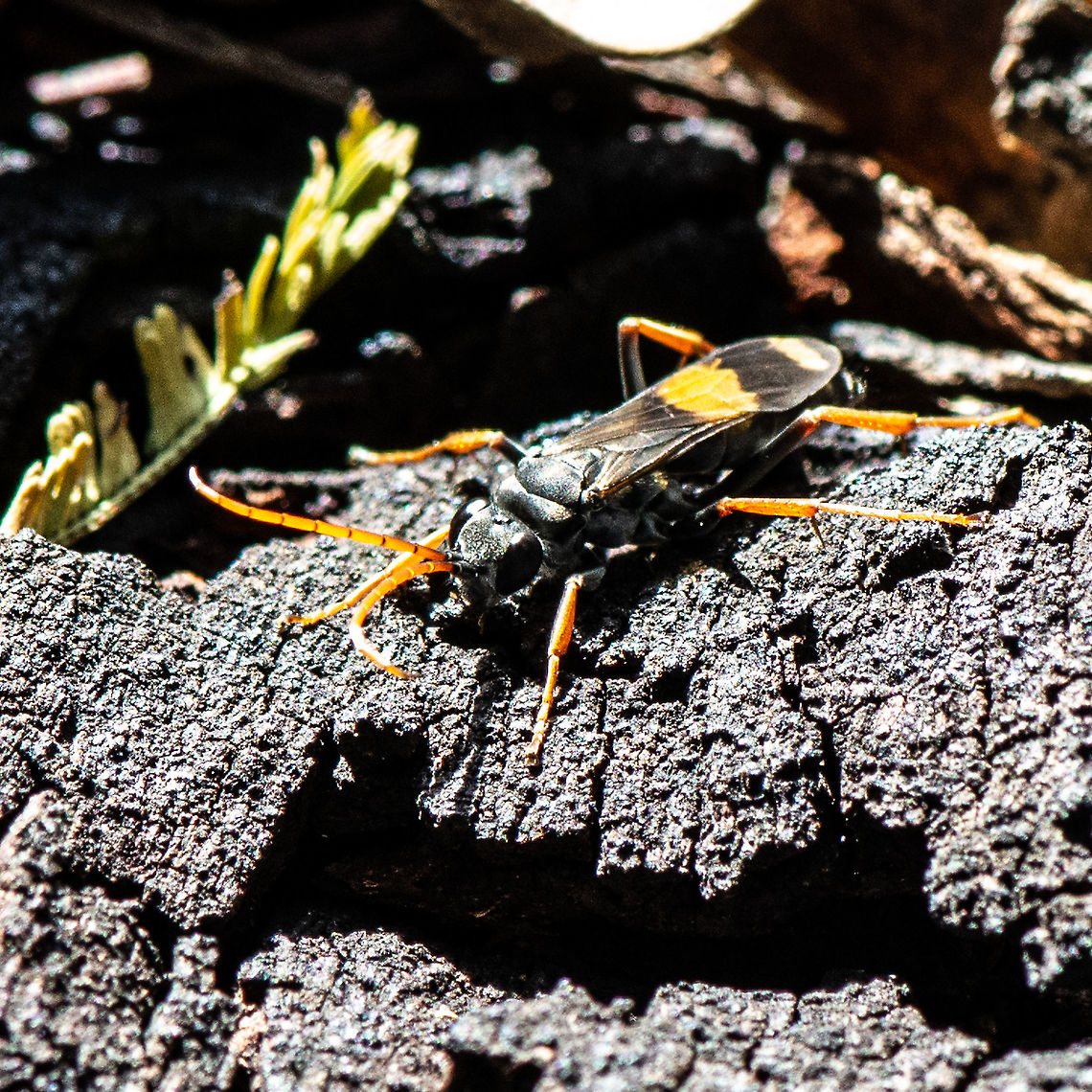 Sphictostethus connectens <a href="https://www.ellura.info/Diptera-Hymenoptera.html" rel="nofollow">https://www.ellura.info/Diptera-Hymenoptera.html</a><br />
<br />
Spider wasps are long-legged, solitary wasps that use a single spider as a food source for each larva. The spider needs to be as large as the wasp, or even bigger, because the wasp larva needs to be able to complete its development on the one host. As a result, spider wasps have some of the most powerful stings because tacking a spider bigger than yourself can be dangerous. Fortunately, spider wasps are not aggressive and rarely sting humans.<br />
<br />
There are many Australian species of spider wasps that range in size from 3.5 &ndash; 35 mm in length. Females of many species search for spiders on the ground or on tree trunks, walking rapidly or moving with short hops. They often flick their antennae and wings. They paralyze, rather than kill, the spider with the sting and drag it to a suitable nest site. Some species chop off the legs of the spider to make it easier to carry or fit into the nest. <br />
<a href="https://www.qm.qld.gov.au/Explore/Find+out+about/Animals+of+Queensland/Insects/Wasps+and+bees/Common+species/Spider+Wasps" rel="nofollow">https://www.qm.qld.gov.au/Explore/Find+out+about/Animals+of+Queensland/Insects/Wasps+and+bees/Common+species/Spider+Wasps</a> Australia,Fall,Geotagged