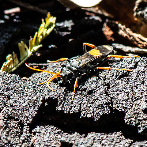 Sphictostethus connectens https://www.ellura.info/Diptera-Hymenoptera.html

Spider wasps are long-legged, solitary wasps that use a single spider as a food source for each larva. The spider needs to be as large as the wasp, or even bigger, because the wasp larva needs to be able to complete its development on the one host. As a result, spider wasps have some of the most powerful stings because tacking a spider bigger than yourself can be dangerous. Fortunately, spider wasps are not aggressive and rarely sting humans.

There are many Australian species of spider wasps that range in size from 3.5 – 35 mm in length. Females of many species search for spiders on the ground or on tree trunks, walking rapidly or moving with short hops. They often flick their antennae and wings. They paralyze, rather than kill, the spider with the sting and drag it to a suitable nest site. Some species chop off the legs of the spider to make it easier to carry or fit into the nest. 
https://www.qm.qld.gov.au/Explore/Find+out+about/Animals+of+Queensland/Insects/Wasps+and+bees/Common+species/Spider+Wasps Australia,Fall,Geotagged