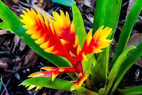 Flaming Sword - Bromeliad - Vriesea  Australia,Fall,Geotagged,Vriesea splendens