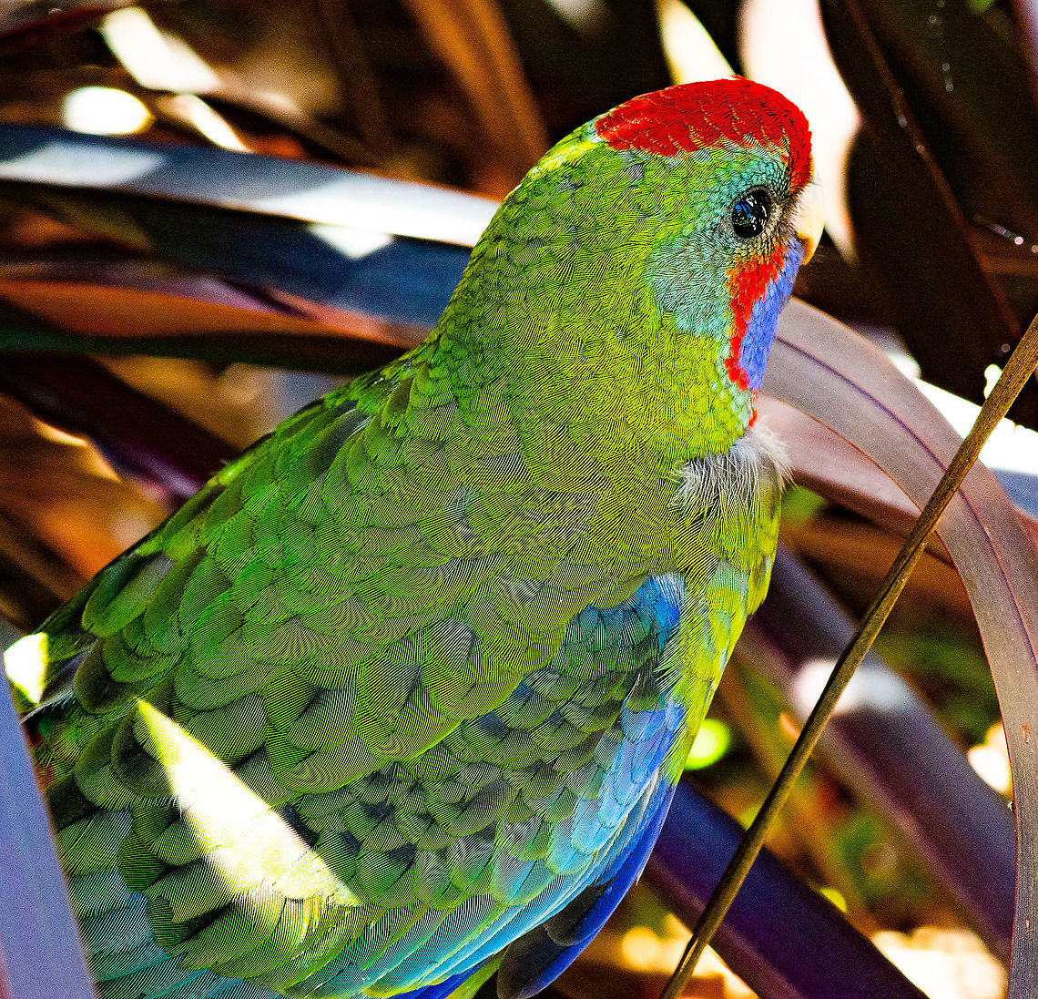 Young Stunned Rosella This young Crimson Rosella hid in a bush after crashing into a glass window. Some Trip! Australia,Crimson rosella,Fall,Geotagged,Platycercus elegans