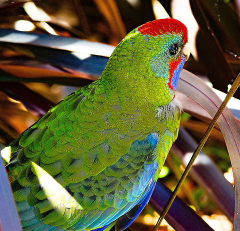 Young Stunned Rosella This young Crimson Rosella hid in a bush after crashing into a glass window. Some Trip! Australia,Crimson rosella,Fall,Geotagged,Platycercus elegans
