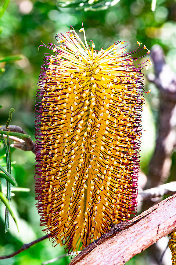 Beautiful Banksia - Banksia Spinulosa var.Cunninghamii  Australia,Banksia spinulosa,Fall,Geotagged,Hairpin banksia