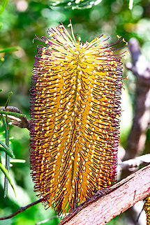 Beautiful Banksia - Banksia Spinulosa var.Cunninghamii  Australia,Banksia spinulosa,Fall,Geotagged,Hairpin banksia