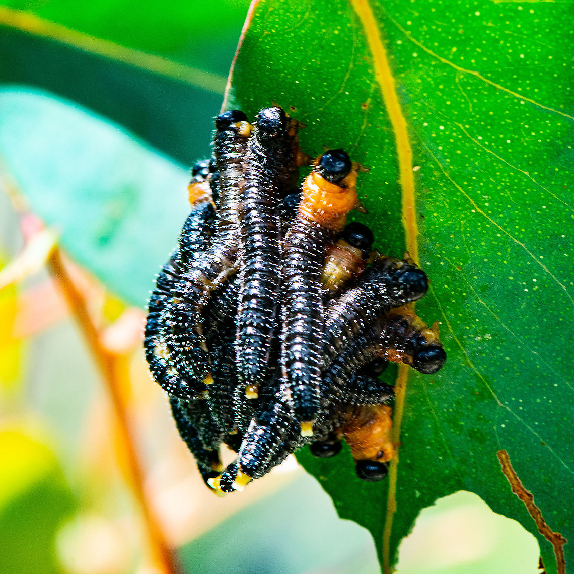 The Wriggles - Sawfly Larvae - Spitfires - perga dorsalis ?  Australia,Fall,Geotagged,Perga dorsalis,Steel-blue Sawfly