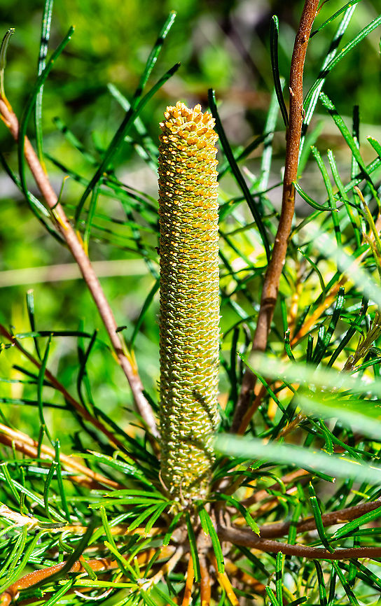 Banksia  Australia,Fall,Geotagged