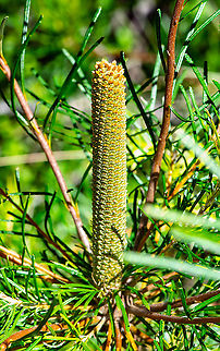 Banksia  Australia,Fall,Geotagged