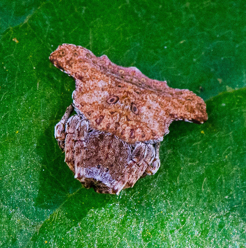 Fantastic Spider - Arkys transversus This &#039;piece of bark&#039; caught my eye. Arkys transversus,Australia,Fall,Geotagged
