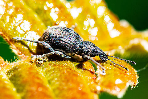 Black Gum Tree Weevil - Scotasmus parvicornis  Australia,Black Gum Tree Weevil,Fall,Geotagged,Scotasmus parvicornis