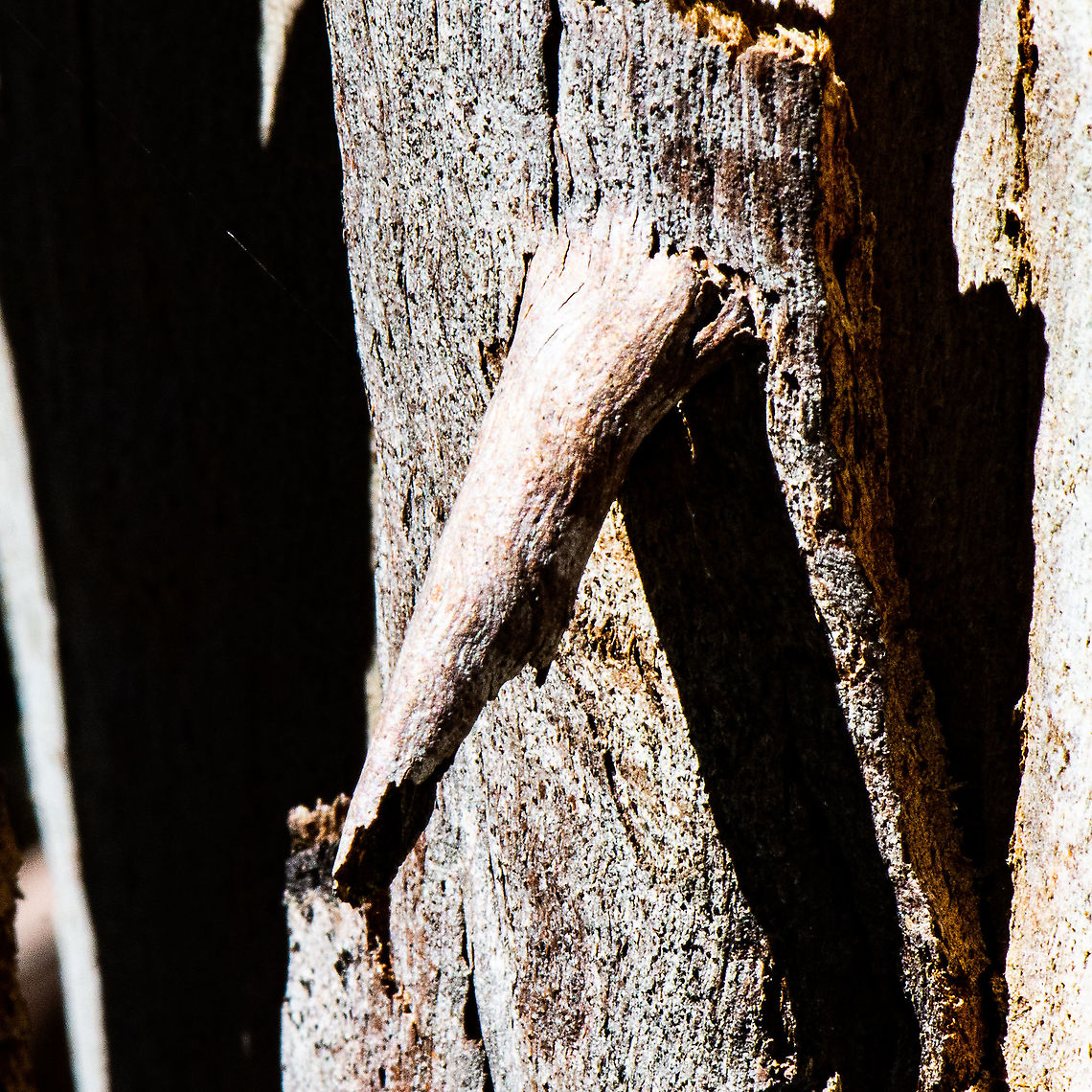 Moth Hotel - Casebearer Moth  Acrobasis juglandis,Australia,Fall,Geotagged,Pecan Leaf Casebearer