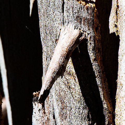 Moth Hotel - Casebearer Moth  Acrobasis juglandis,Australia,Fall,Geotagged,Pecan Leaf Casebearer