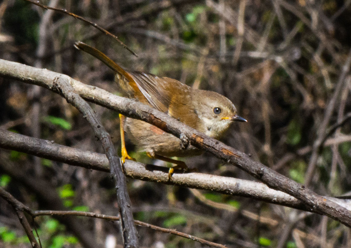 Chestnut-rumped Heath Wren  Australia,Chestnut-rumped heathwren,Fall,Geotagged,Hylacola pyrrhopygia