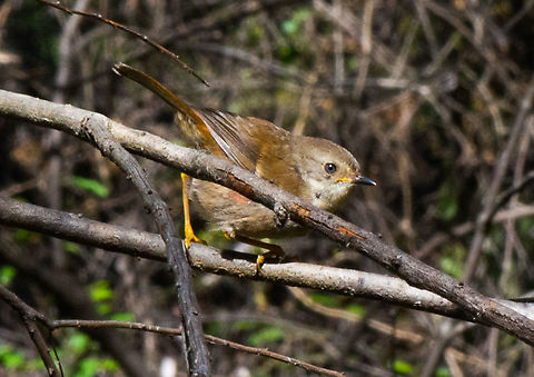 Chestnut-rumped Heath Wren  Australia,Chestnut-rumped heathwren,Fall,Geotagged,Hylacola pyrrhopygia