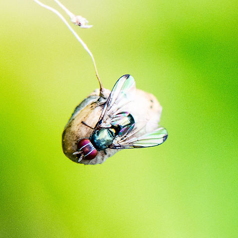 Musca domestica also known as housefly  Australia,Fall,Geotagged,Housefly,Musca domestica