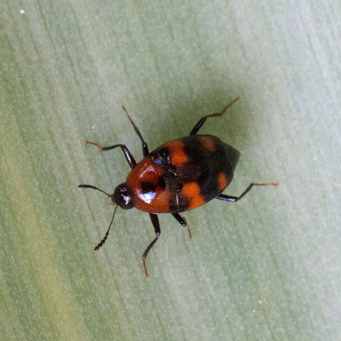 Orange-black Beetle  Aporocera speciosa,Australia,Fall,Geotagged,Lebia cruxminor,Lebia ornata,Orange-black Leaf Cylinder Beetle