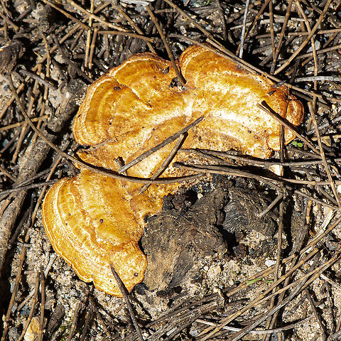 Fungus  Australia,Fall,Geotagged
