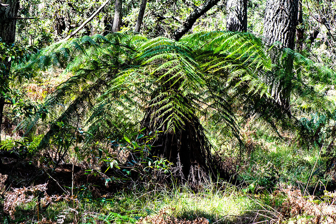 Young Tree Fern  Australia,Australian Tree Fern,Fall,Geotagged,Sphaeropteris cooperi