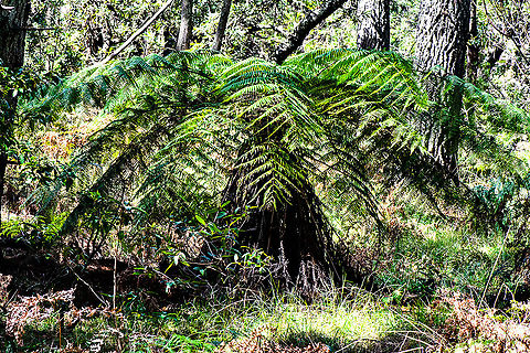 Young Tree Fern  Australia,Australian Tree Fern,Fall,Geotagged,Sphaeropteris cooperi