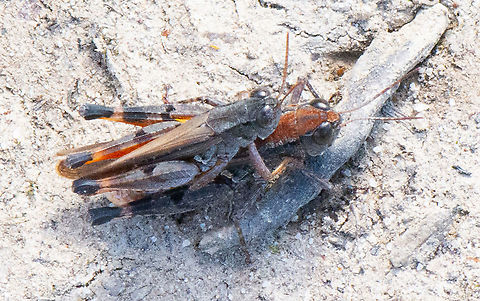 Mating Hoppers  Australia,Fall,Geotagged