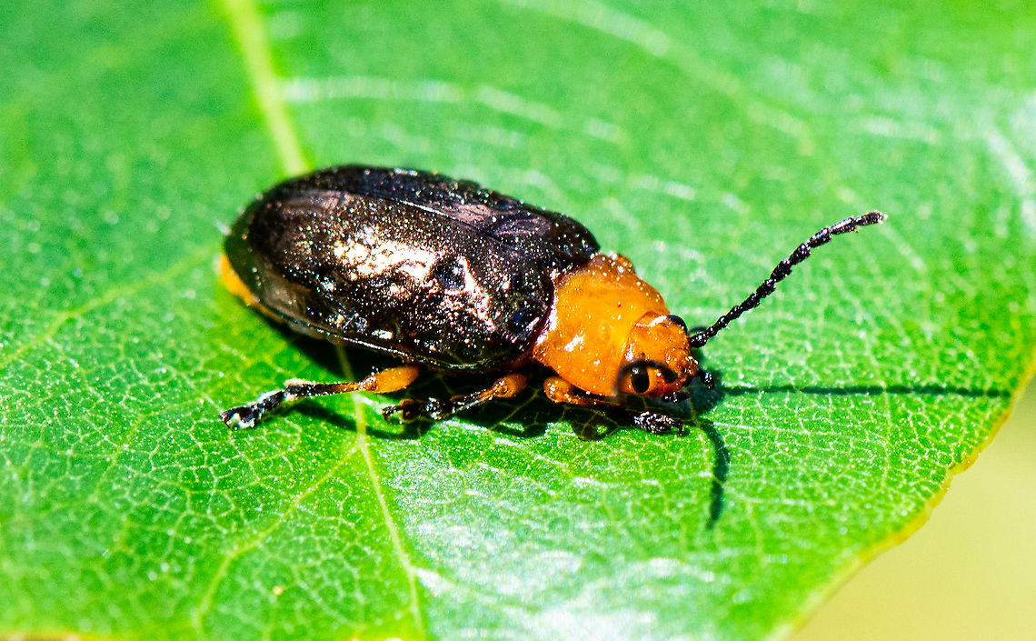 Lamprolina  Australia,Fall,Geotagged,Lamprolina aeneipennis,Lamprolina impressicollis,Pittosporum Beetle,Pittosporum Leaf Beetle