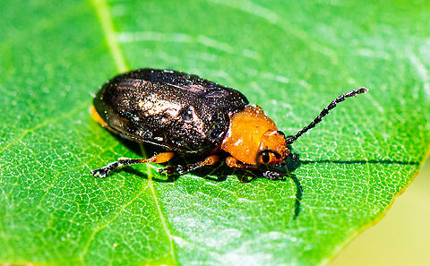 Lamprolina  Australia,Fall,Geotagged,Lamprolina aeneipennis,Lamprolina impressicollis,Pittosporum Beetle,Pittosporum Leaf Beetle