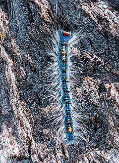 Hairy Visitor - Porela delineata ?  Australia,Fall,Geotagged,Gypsy moth,Lymantria dispar