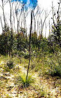 Xanthorrhoea - Semiplanna  Australia,Balga,Fall,Geotagged,Xanthorrhoea Semiplanna,Xanthorrhoea minor,Xanthorrhoea preissii,Xanthorrhoea semiplana