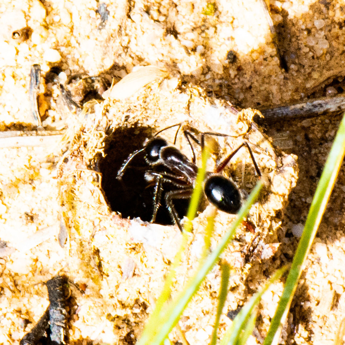 Ant Funnel - Carpenter Ant - Camponotus intrepidus ?  Australia,Camponotus intrepidus,Fall,Geotagged,Giant Sugar Ant
