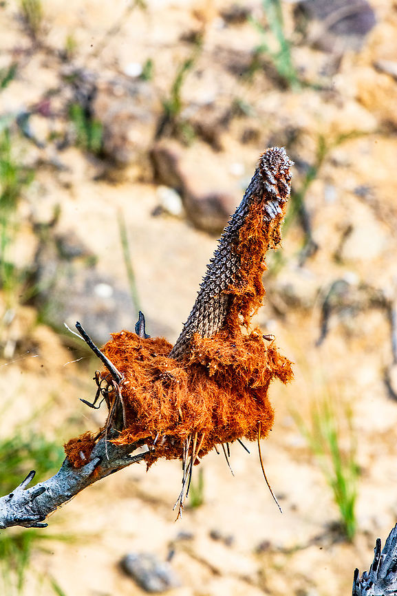 Orange growth?  Australia,Fall,Geotagged