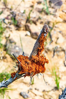 Orange growth?  Australia,Fall,Geotagged