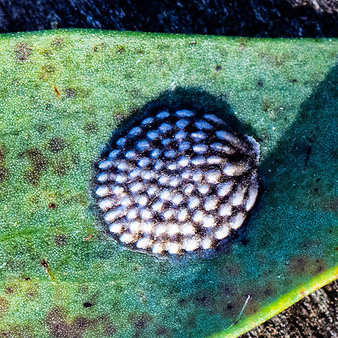 Pearl Back Scale Stuck to the back of a leaf. Is it a colony of eggs, scale or something else? Australia,Fall,Geotagged
