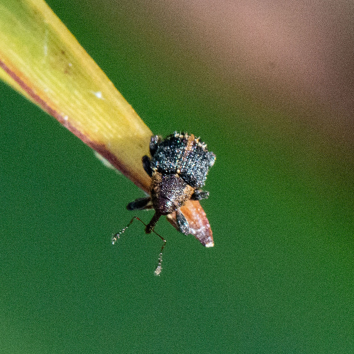 Snout Weevil  Australia,Elephant Weevil,Fall,Geotagged,Orthorhinus cylindrirostris
