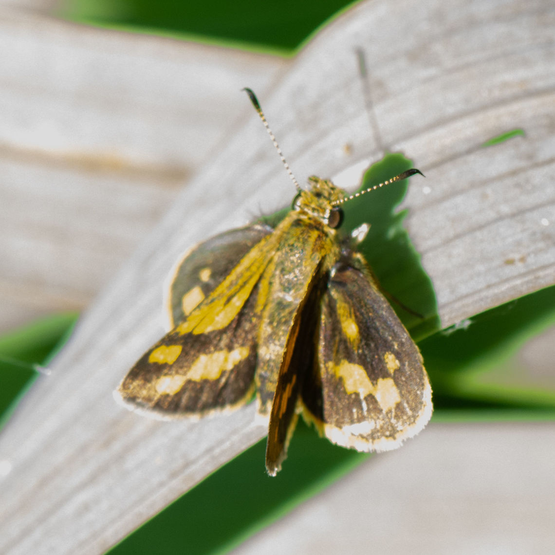 Skipper Butterfly - Ocybadistes walkeri?  Australia,Fall,Geotagged,Greenish grass-dart,Ocybadistes walkeri