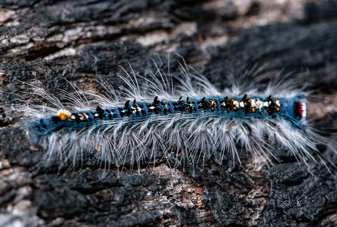 Porela delineata ?  Australia,Fall,Geotagged,Porela delineata
