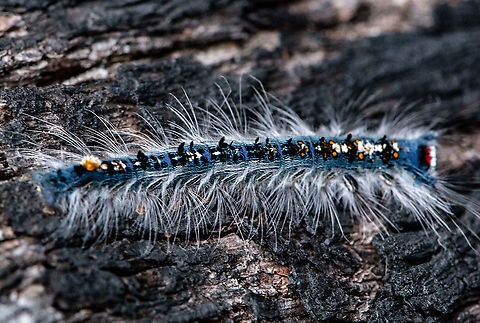 Porela delineata ?  Australia,Fall,Geotagged,Porela delineata