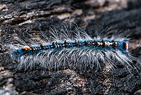 Porela delineata ?  Australia,Fall,Geotagged,Porela delineata