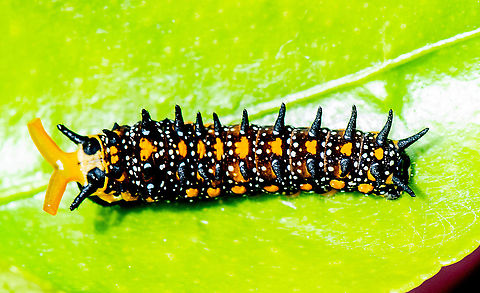 A Defensive Citrus Swallowtail caterpillar - showing Osmeterium The osmeterium is a defensive organ found in all papilionid larvae, in all stages.[1] The organ is situated in the prothoracic segment and can be everted when the larva feels threatened. The everted organ resembles a fleshy forked tongue (not unlike a snake tongue), and this along with the large eye-like spots on the body might be used to startle birds and small reptiles. The osmeterial organ remains inside the body in the thoracic region in an inverted position and is everted when the larva is disturbed in any way emitting a foul, disagreeable odor which serves to repel ants,[2] small spiders[3] and mantids.[4] To humans, this odour is rather strong but pleasant, usually smelling like a concentrated scent of the caterpillar’s food plant and pineapple.
The constitution of the osmeterial secretion varies from species to species and contains monoterpene hydrocarbons, sesquiterpenic compounds or a mixture of aliphatic acids and esters 

https://en.wikipedia.org/wiki/Osmeterium Australia,Dainty swallowtail,Geotagged,Papilio anactus,Summer