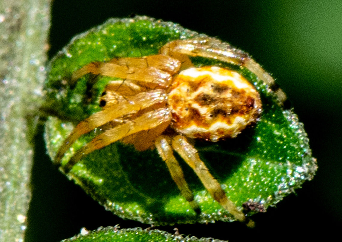 Leaf sized - Salsa brisbanae  Araneus apricus,Araneus bicentenarius,Araneus bradleyi,Araneus circulissparsus,Araneus diadematus,Australia,Brisbane Orb Weaver,Enamelled spider,European garden spider,Geotagged,Giant Lichen Orbweaver,Green Pea Spider,Salsa brisbanae,Summer