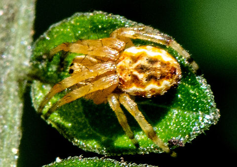 Leaf sized - Salsa brisbanae  Araneus apricus,Araneus bicentenarius,Araneus bradleyi,Araneus circulissparsus,Araneus diadematus,Australia,Brisbane Orb Weaver,Enamelled spider,European garden spider,Geotagged,Giant Lichen Orbweaver,Green Pea Spider,Salsa brisbanae,Summer