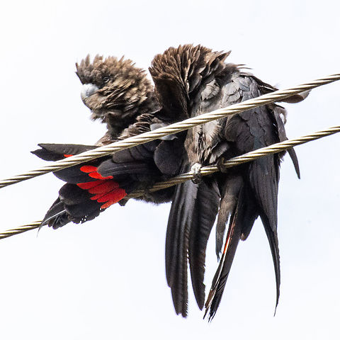 Like A Bird on a Wire - Glossy Black Cockatoos - Calyptorhynchus lathami  Australia,Calyptorhynchus lathami,Fall,Geotagged,Glossy black cockatoo