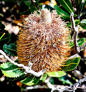 Old Man Banskia      Banksia serrata   Coming to its end  Australia,Banksia serrata,Fall,Geotagged,Saw banksia