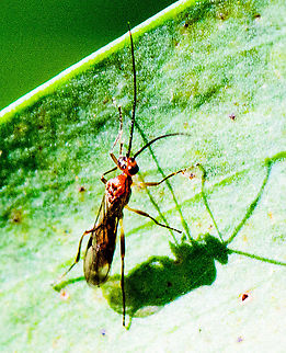 Braconid Wasp  Australia,Callibracon capitator,Fall,Geotagged,White Flank Black Braconid wasp