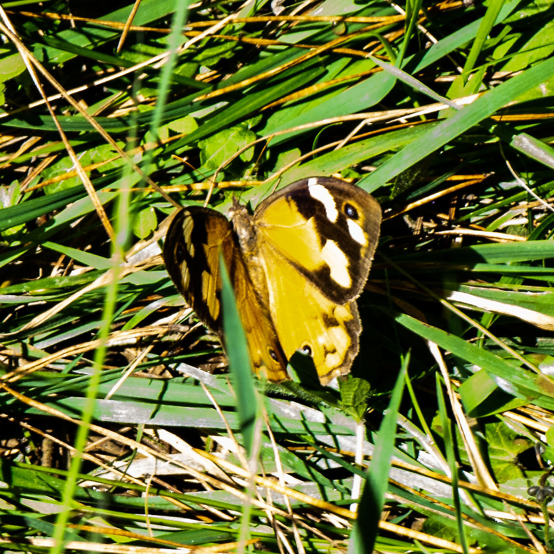 Flutterby - Common Brown  Australia,Fall,Geotagged,Heteronympha merope