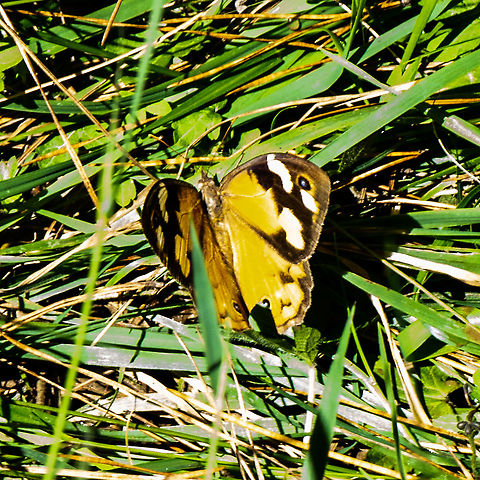 Flutterby - Common Brown  Australia,Fall,Geotagged,Heteronympha merope