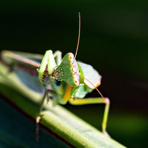 Garden Mantid or Australian Green Mantis  Australia,Australian Green Mantis,Fall,Geotagged,Orthodera ministralis