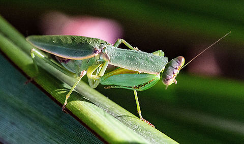 Garden Mantid  Australia,Australian Green Mantis,Fall,Geotagged,Orthodera ministralis